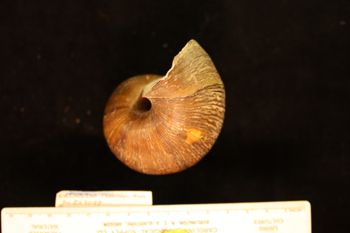 Media type: image; Malacology 258089